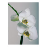 Orchideen poster