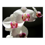 Orchideen Postkarte