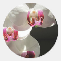 Orchideen Runder Aufkleber