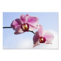 Orchideenhimmel Fotografische Drucke