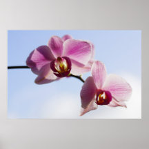Orchideenhimmel Posters