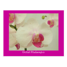OrchideePhalaenopsis Postkarte