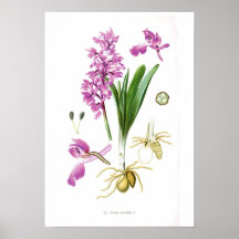 Orchis mascula plakatdrucke