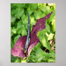 Oregon "Leidenschafts-Blume" #8 Poster