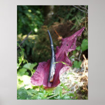 Oregon "Leidenschafts-Blume" #9 Posterdrucke