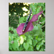 Oregon "Passionflower" #2 Plakat