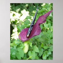 Oregon 'Passionflower" #3 Posterdrucke