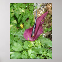 Oregon "Passionflower" #4 Posterdrucke