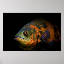 Oscar-Fische Astronotus Ocellatus Posterdrucke