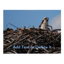 Osprey in der Nestpostkarte