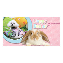 Ostern - Bichon Frise - Mia Fotokarten