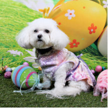 Ostern - Bichon Frise - Mia Photofiguren