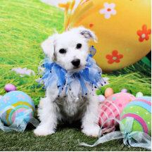 Ostern - Bichon Frise X - Sammy Acrylausschnitt