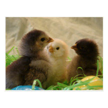 Ostern-Hühner Postkarte