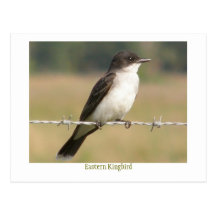 OstKingbird Postkarten