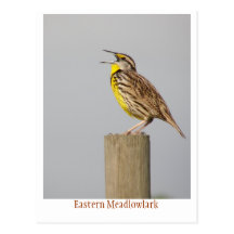 OstMeadlowlark Postkarte