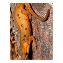 Ostnewt-Eidechse Postkarten