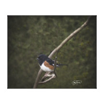 OstTowhee Wildbird dehnte Leinwand-Druck aus Galerie Gefaltete Leinwand