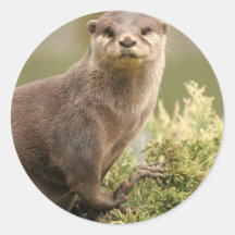 Otter-Aufkleber