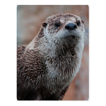 Otter-Foto-Postkarte