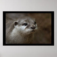 Otter Plakatdrucke