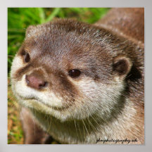 Otter-Porträt Plakatdrucke