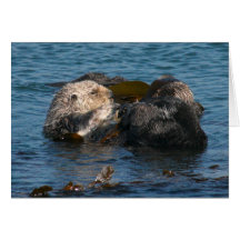 Otterreinigungsfreund Karten