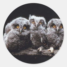 Owlet-Trio Runde Aufkleber