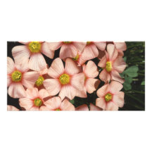Oxalis, Holzsauerampfer Blumen Photo Karten Vorlage
