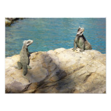 Paare des Leguan-Foto-Druckes
