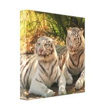 Paare des weißen Tiger-Leinwand-Druckes Gespannte Galeriedrucke