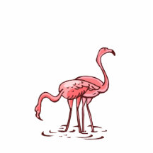 Paare Flamingos Foto Ausschnitt
