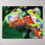 Paare Red Eyes Treefrog, Agalychinis callidryas, Posterdruck