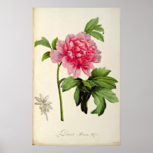 Paeonia Moutan, c.1799 Posterdruck