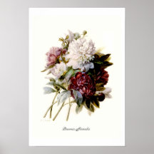 Paeonia officinalis posterdruck