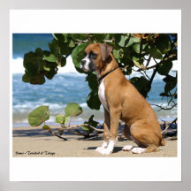 Painting_Heidi, Boxer - Trinidad u. Tobago Plakate