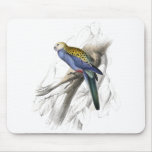 Paleheaded Parrakeet durch Edward Lear Mousepads