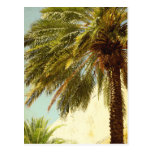 Palme-Postkarte