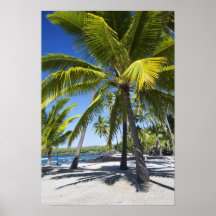 Palmen, nationaler historischer Park Pu'uhonua O Plakatdrucke