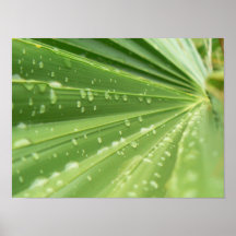 Palmwedel Plakate