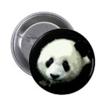 Panda-Bär Anstecknadelbuttons