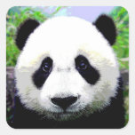 Panda-Bär Aufkleber