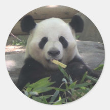 Panda-Bärn-Aufkleber
