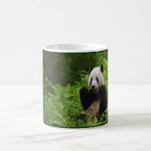 Panda Kaffee Tasse