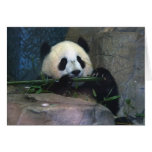 Panda-Karte