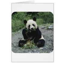 Panda Karten