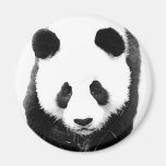 Panda Kühlschrankmagnete