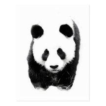 Panda Postkarte