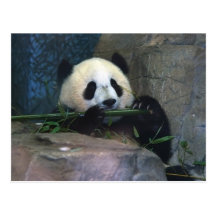 Panda-Postkarte
