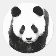 Panda Sticker